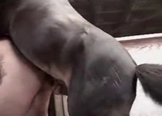 Trained animal enjoys bestiality